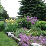 Mješavina niskih višegodišnjih cvjetnih koktela: šta je uključeno